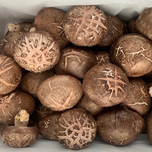 의성 무농약 표고버섯 1kg 2종 택